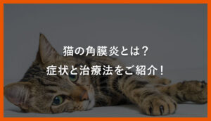 猫の角膜炎とは？症状と治療法をご紹介！｜川西のミネルバ動物病院
