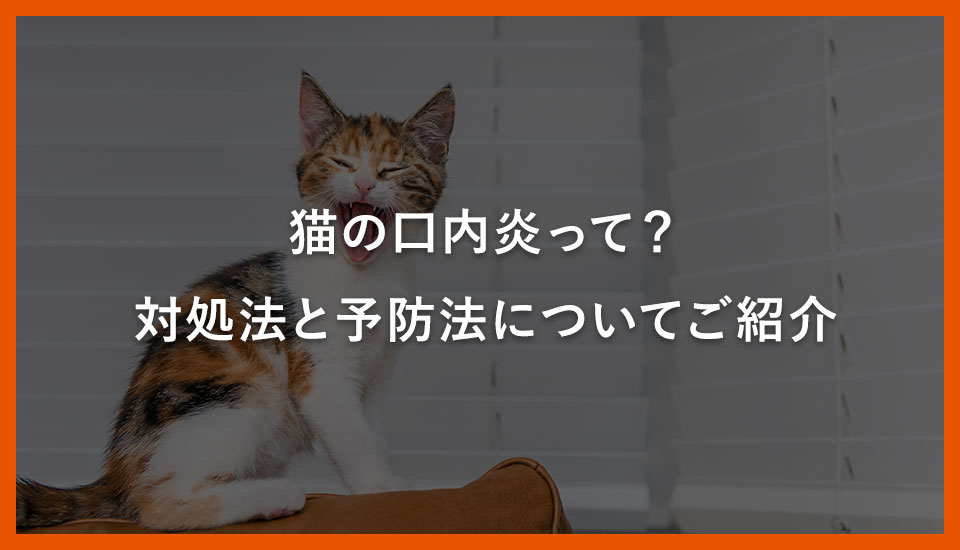 猫の口内炎って？対処法と予防法についてご紹介 - 川西市のミネルバ動物病院【犬猫専門】骨折・脱臼、手術