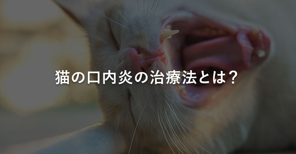 猫の口内炎の治療法とは？