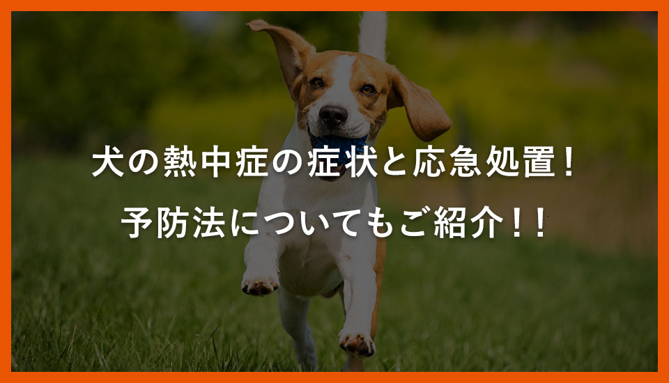 犬の熱中症の症状と応急処置！予防法についてもご紹介！｜川西のミネルバ動物病院