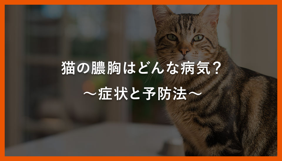 猫の膿胸はどんな病気？～症状と予防法～｜川西のミネルバ動物病院