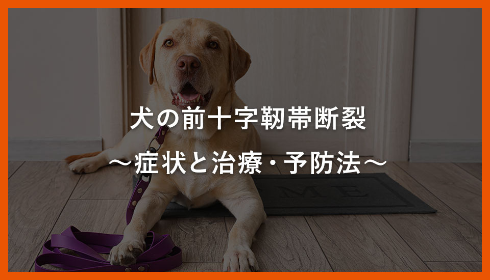 犬の前十字靭帯断裂～症状と治療・予防法～｜川西のミネルバ動物病院