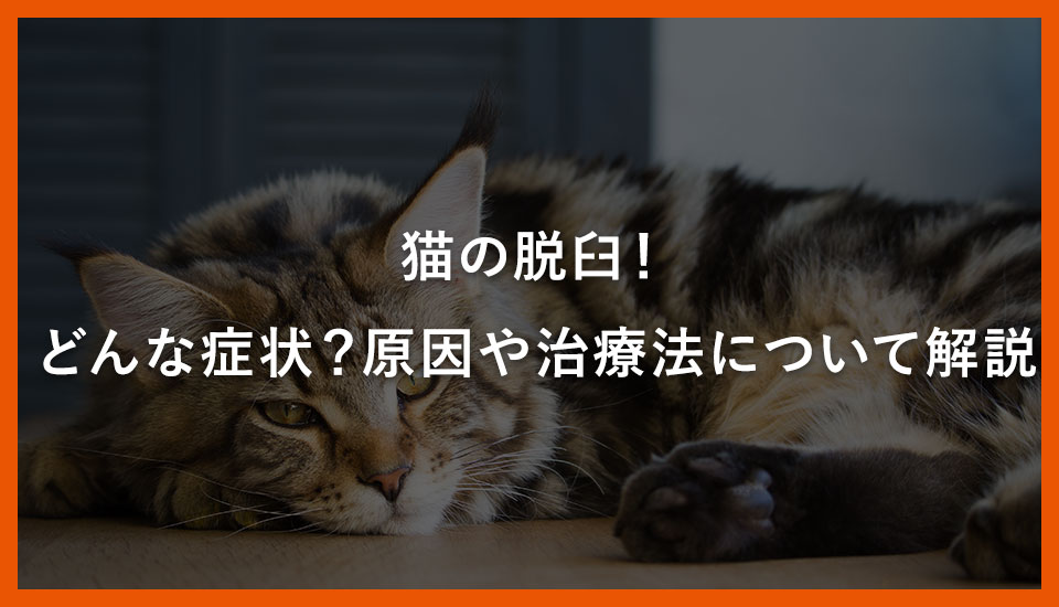 猫の脱臼！どんな症状？原因や治療法について解説｜川西のミネルバ動物病院