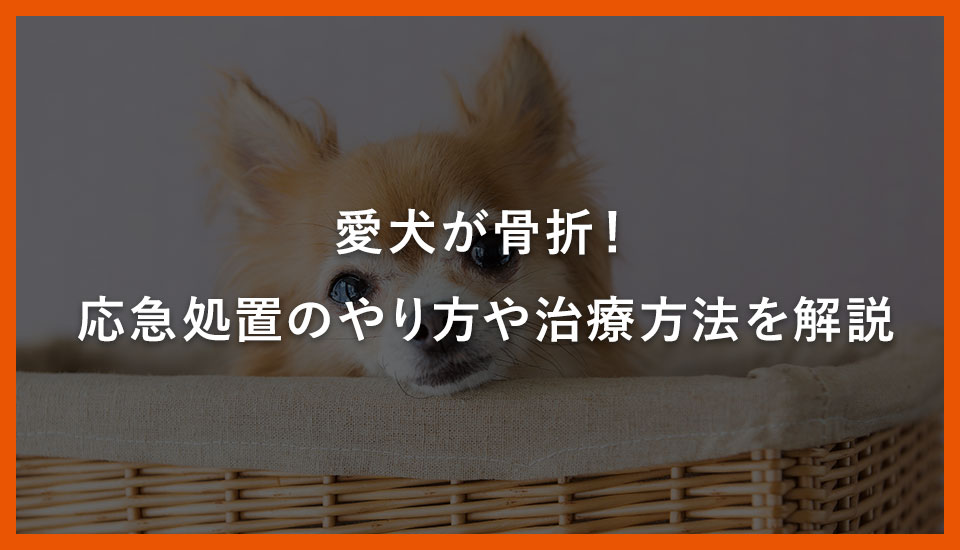 愛犬が骨折！応急処置のやり方や治療方法を解説｜川西のミネルバ動物病院