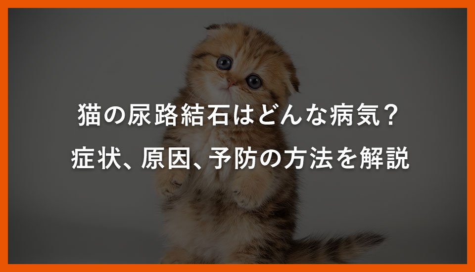 猫の尿路結石はどんな病気？症状、原因、予防の方法を解説｜川西のミネルバ動物病院