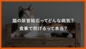 猫の尿管結石ってどんな病気？食事で防げるって本当？｜川西のミネルバ動物病院