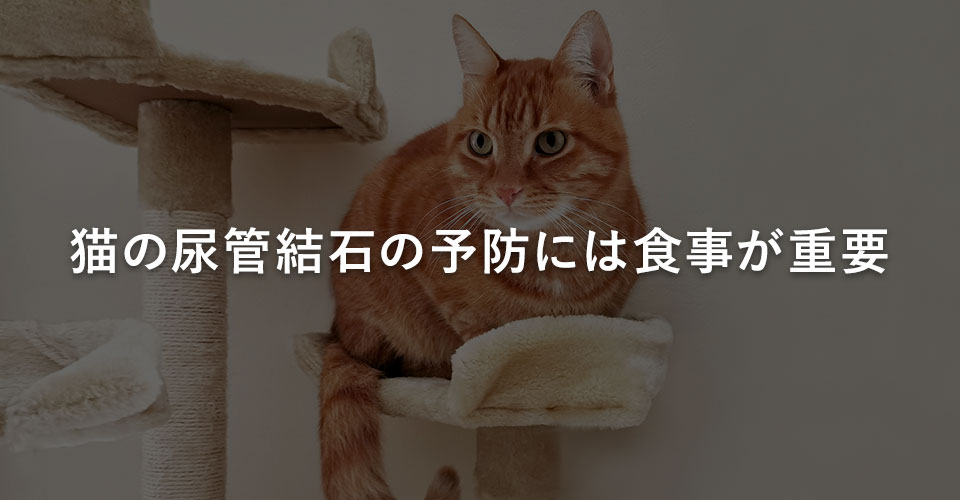 猫の尿管結石の予防には食事が重要｜川西のミネルバ動物病院