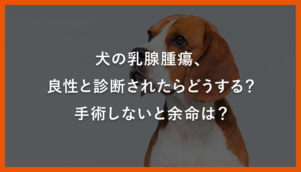 犬の乳腺腫瘍、良性と診断されたらどうする？手術しないと余命は？｜川西のミネルバ動物病院