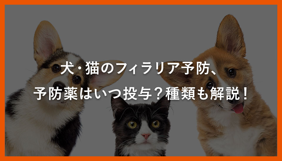 犬・猫のフィラリア予防、予防薬はいつ投与？種類も解説！｜川西のミネルバ動物病院