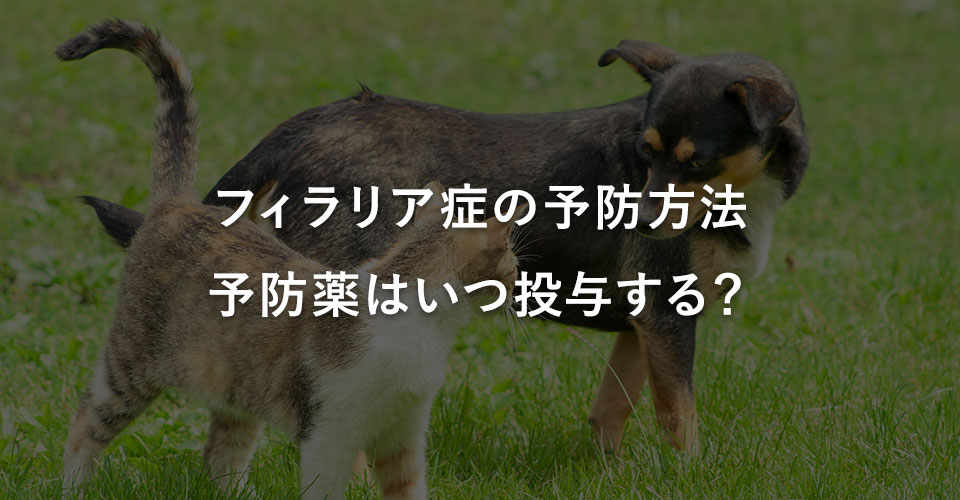 フィラリア症の予防方法、予防薬はいつ投与する？｜川西のミネルバ動物病院