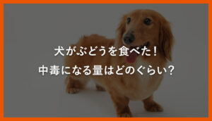 犬がぶどうを食べた！中毒になる量はどのぐらい？｜川西のミネルバ動物病院