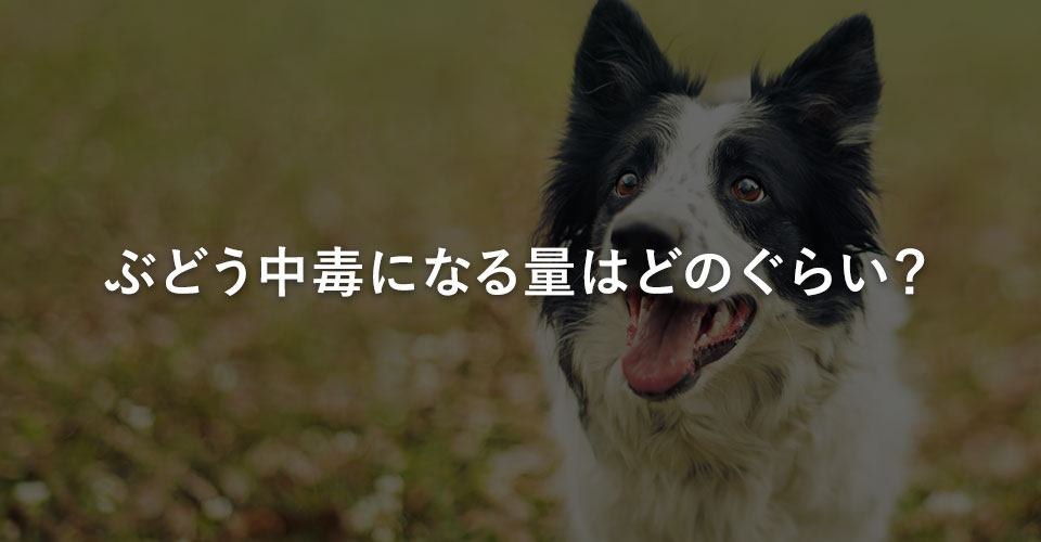 ぶどう中毒になる量はどのぐらい？｜川西のミネルバ動物病院