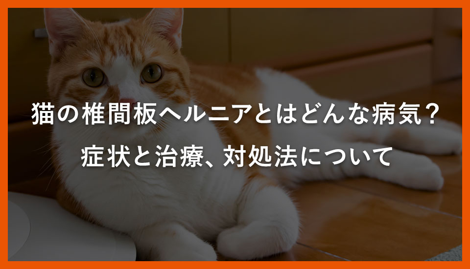 猫の椎間板ヘルニアとはどんな病気？症状と治療、対処法について｜川西のミネルバ動物病院