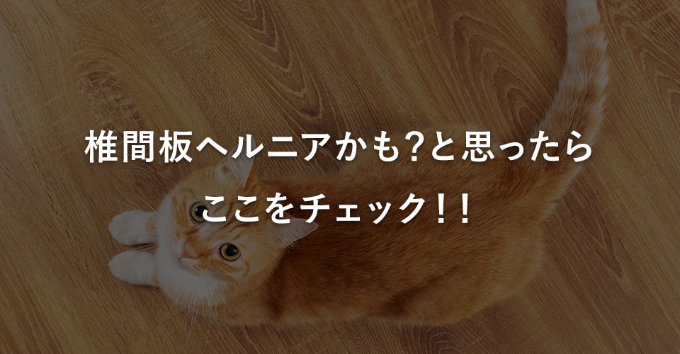 椎間板ヘルニアかも？と思ったらここをチェック！｜川西のミネルバ動物病院