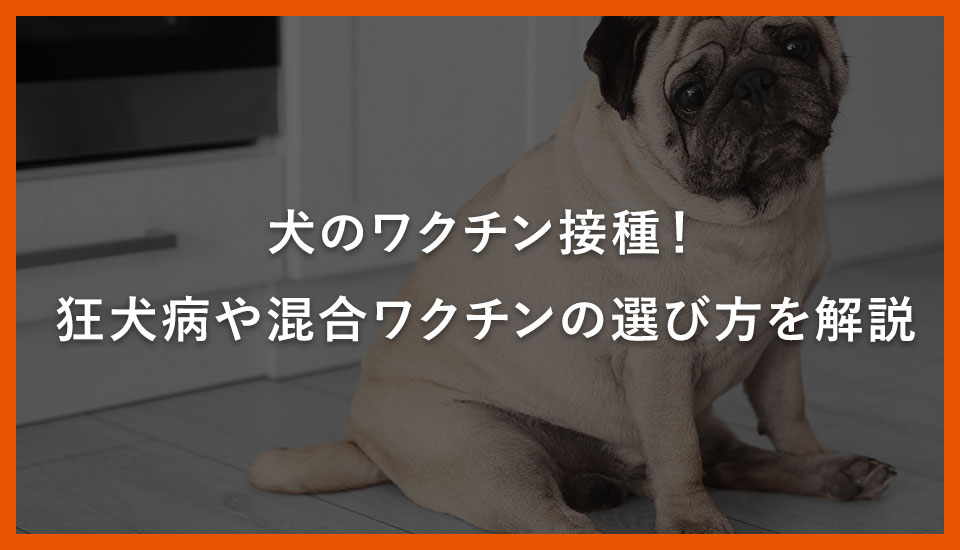 犬のワクチン接種！狂犬病や混合ワクチンの選び方を解説｜川西のミネルバ動物病院