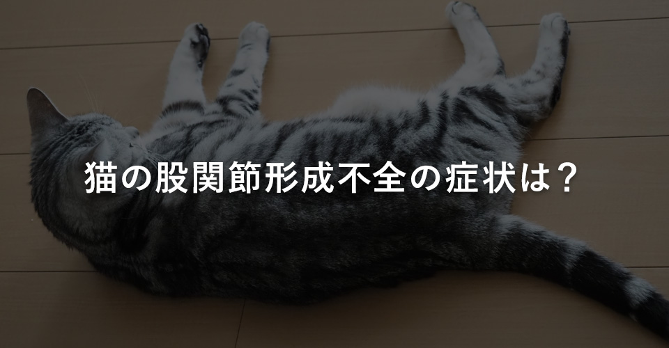 猫の股関節形成不全の症状は?