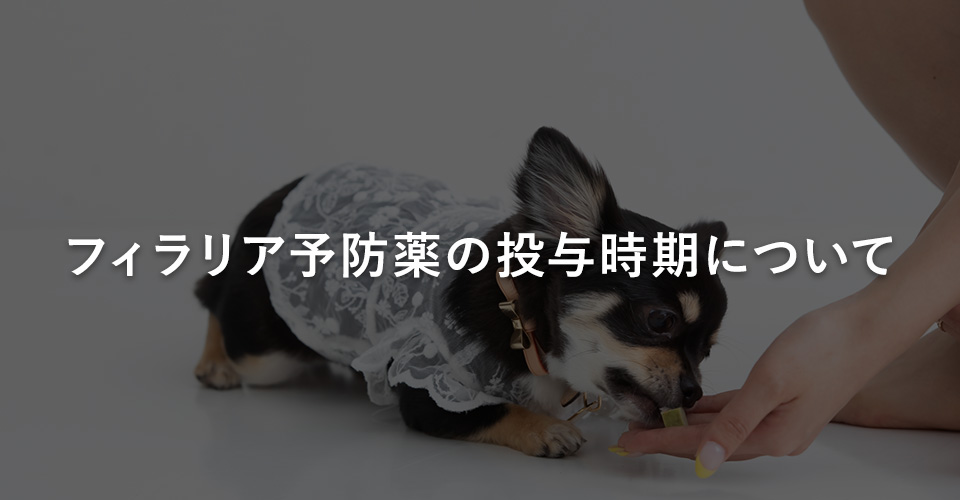 フィラリア予防薬の投与時期について