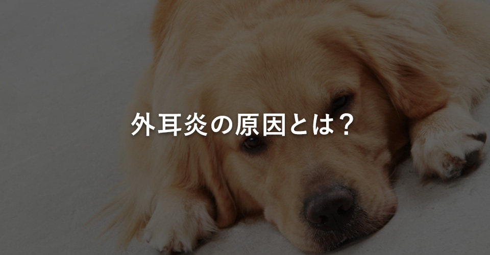 外耳炎の原因とは？