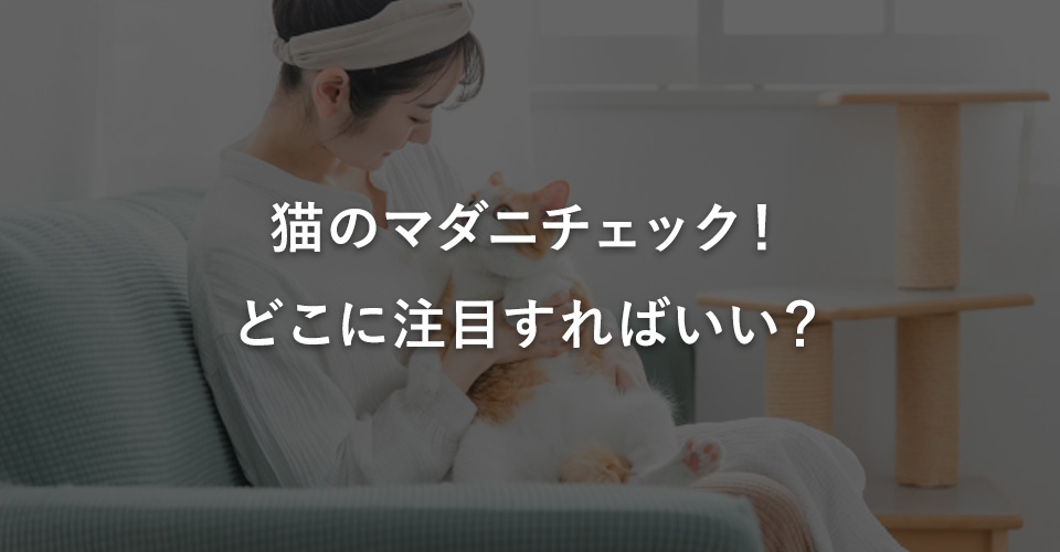 猫のマダニチェック!どこに注目すればいい?