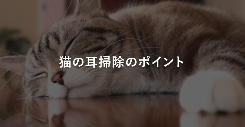 猫の耳掃除のポイント