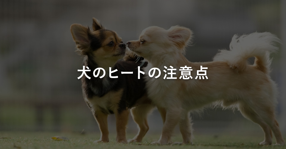 犬のヒートの注意点