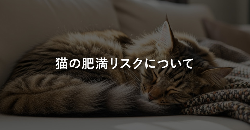 猫の肥満リスクについて