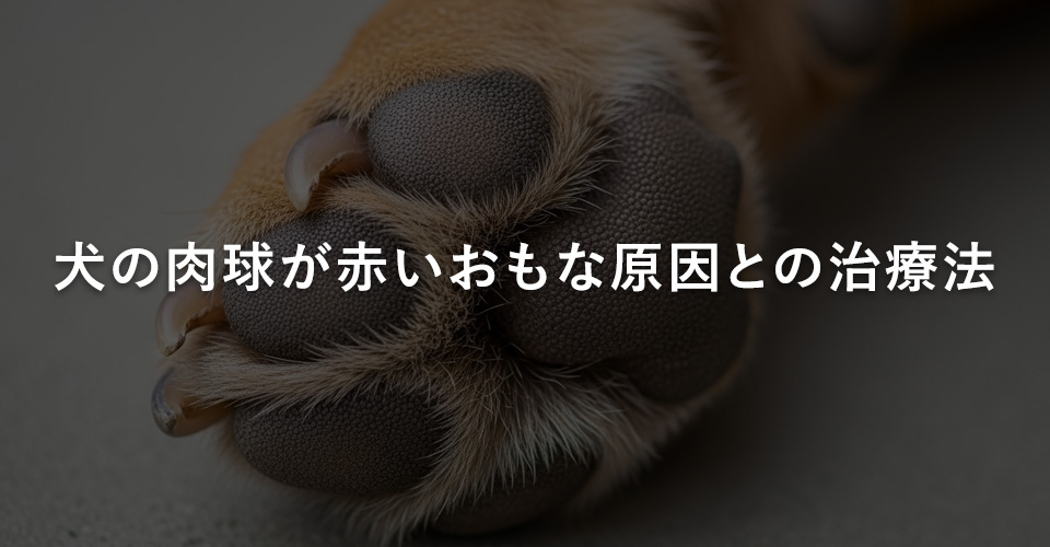 犬の肉球が赤いおもな原因との治療法