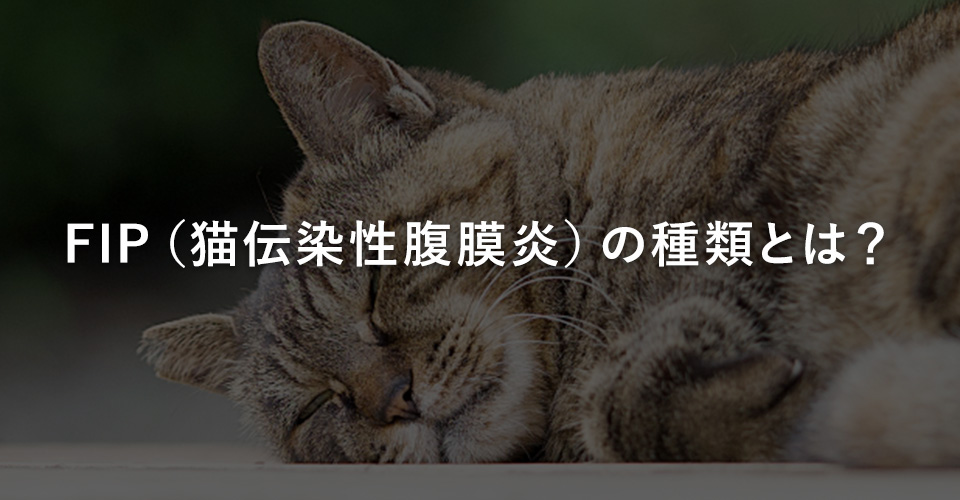 FIP（猫伝染性腹膜炎）の種類とは？