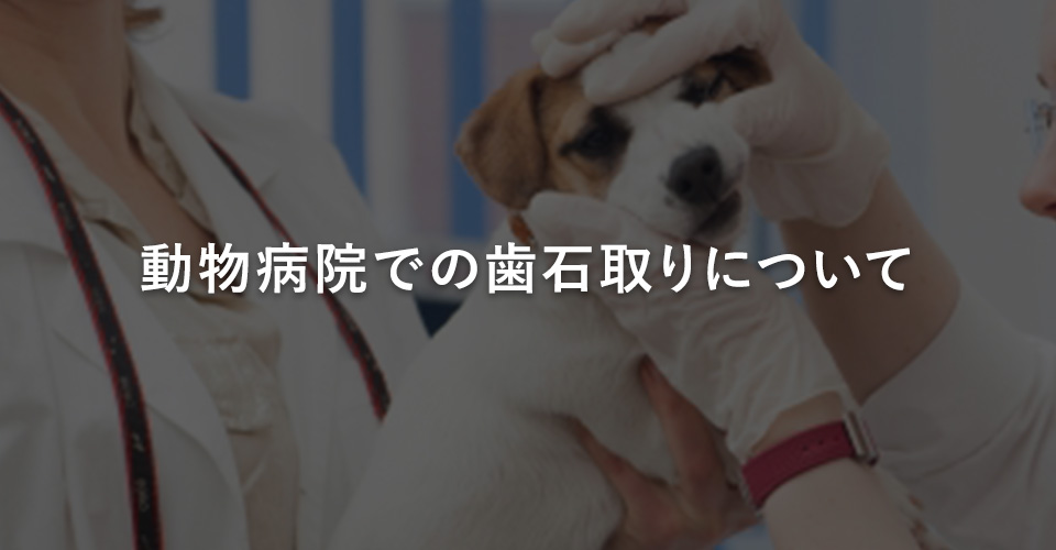 動物病院での歯石取りについて